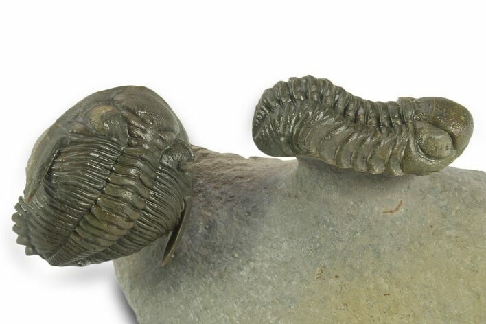 Hollardops Trilobite Fossil With Austerops - Multi-Toned Shell #381663